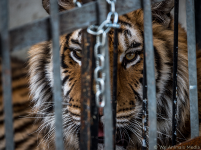 tigre en circo