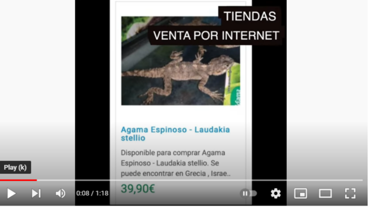 • Asociaciones de protección animal urgen a Milanuncios parar la venta de animales en su portal, por el bien de los animales y de las personas