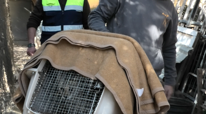 Serval Sahed siendo transportado