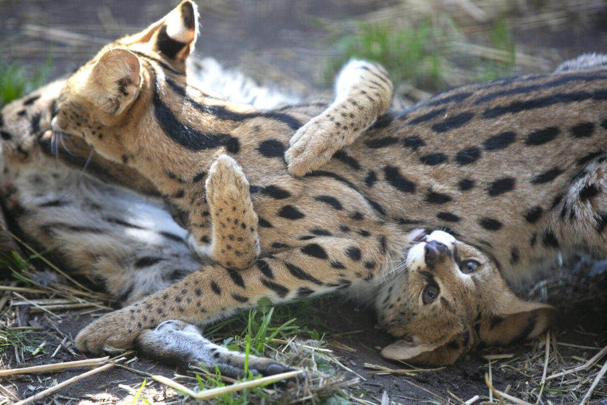 Dos servales provenientes de la tenencia privada socializados y jugando en AAP