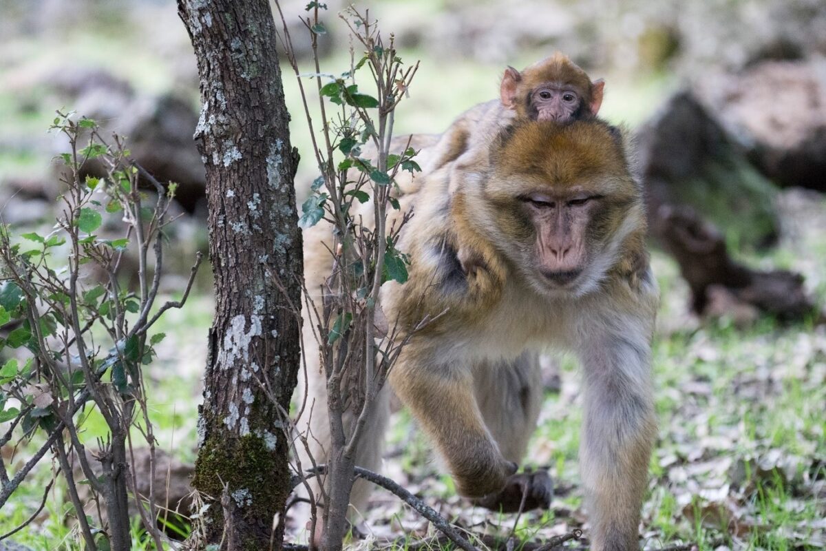 macaco de Berbería