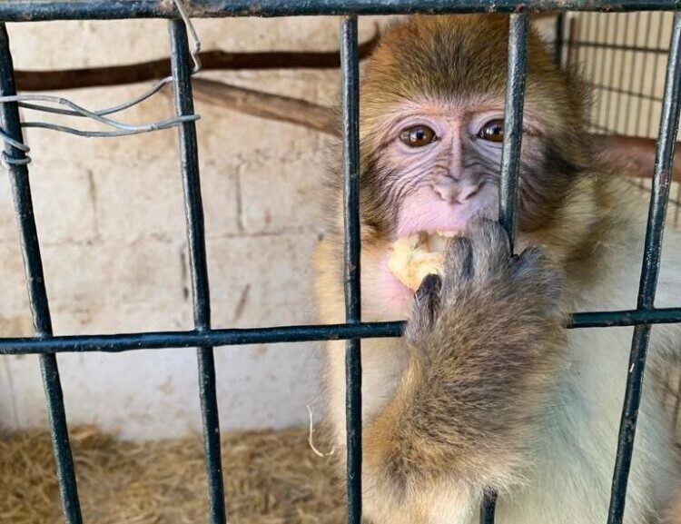 Macaco Nico, procedente de Melilla