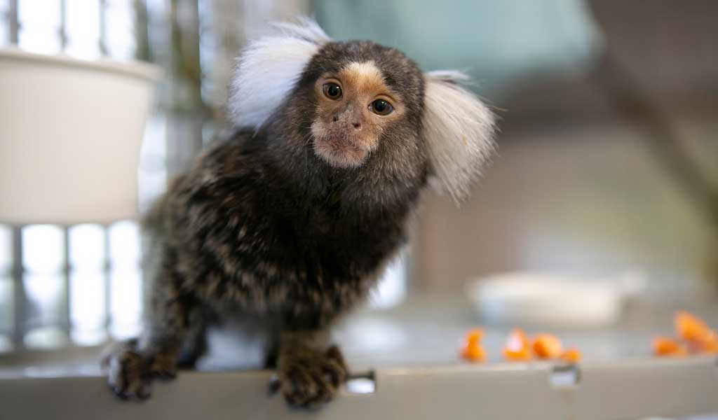 Mono tití bebe