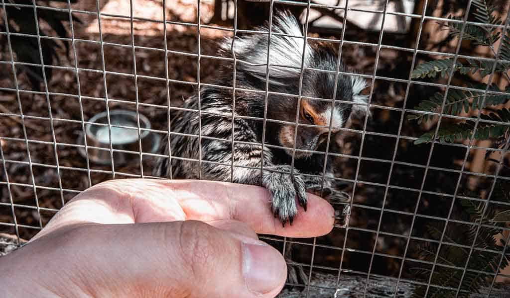 Mono tití doméstico