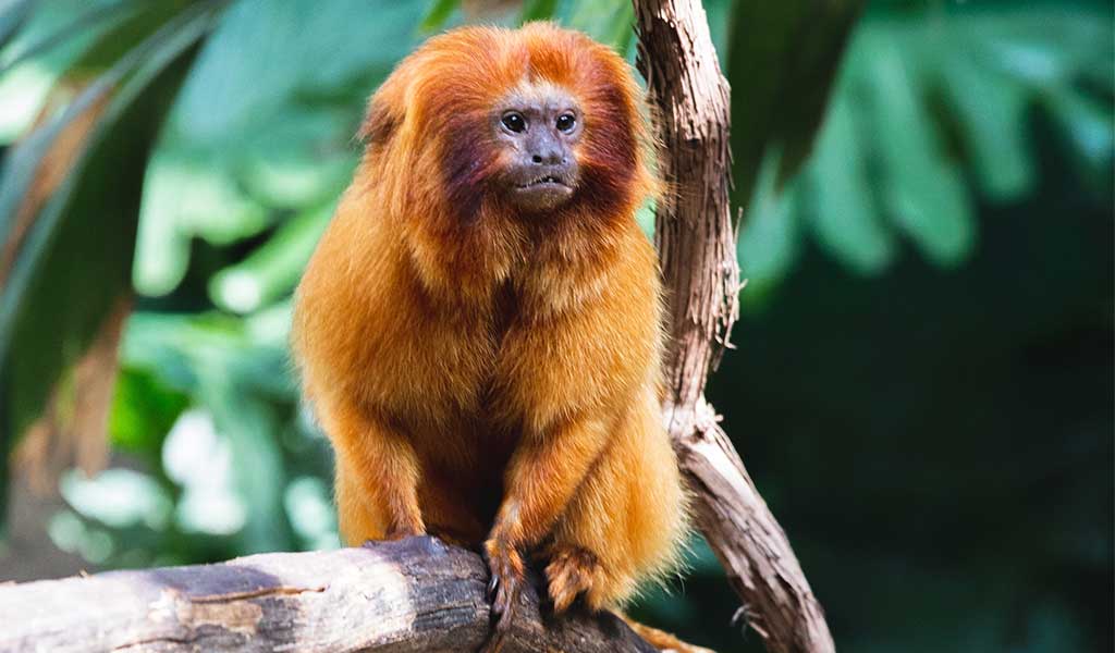 Mono tití león dorado