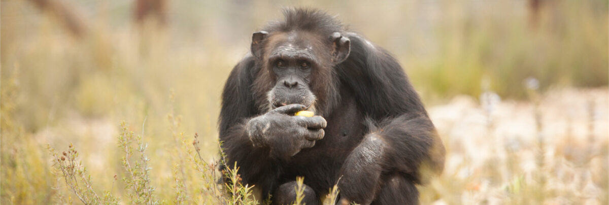Achille en AAP Primadomus