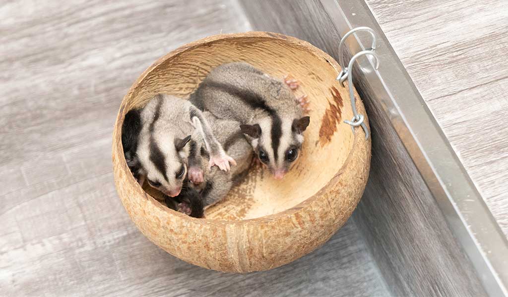 comprar petauro bebe