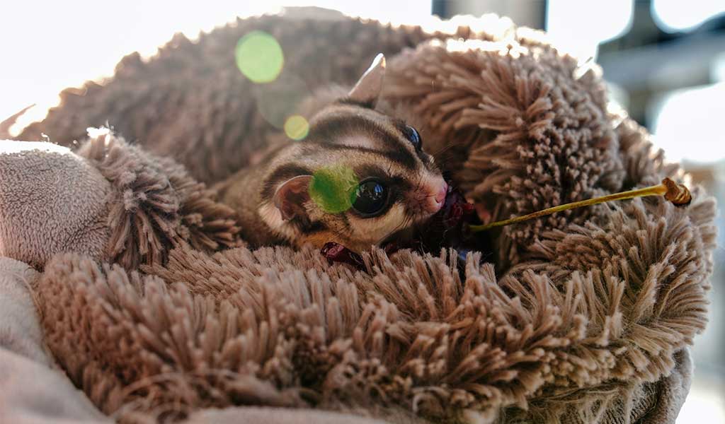 comprar mascota petauro del azúcar