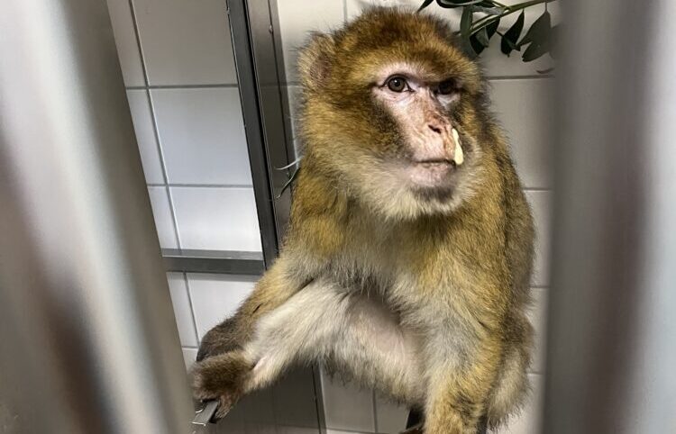Izzy, macaco de Berbería, en su recinto de cuarentena de AAP