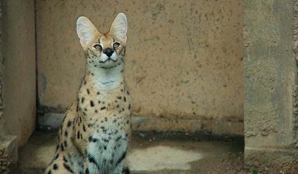 gato serval