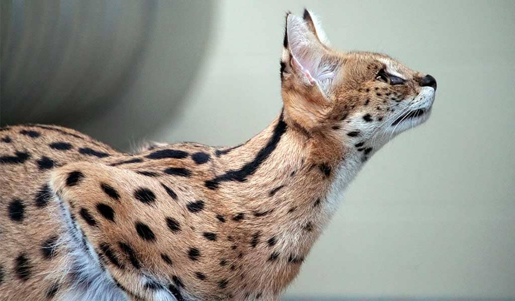 Gato serval precio