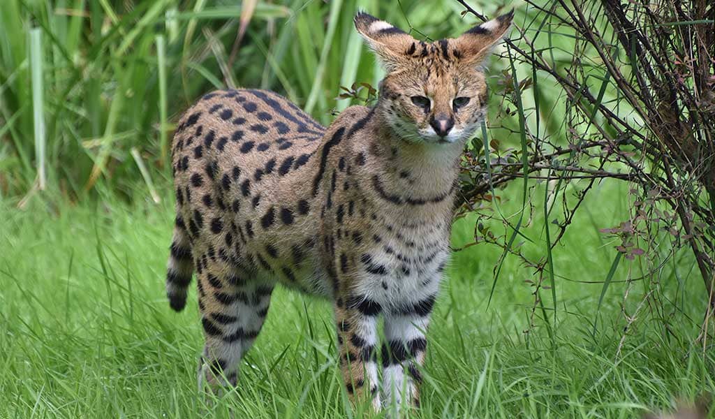 Gato serval