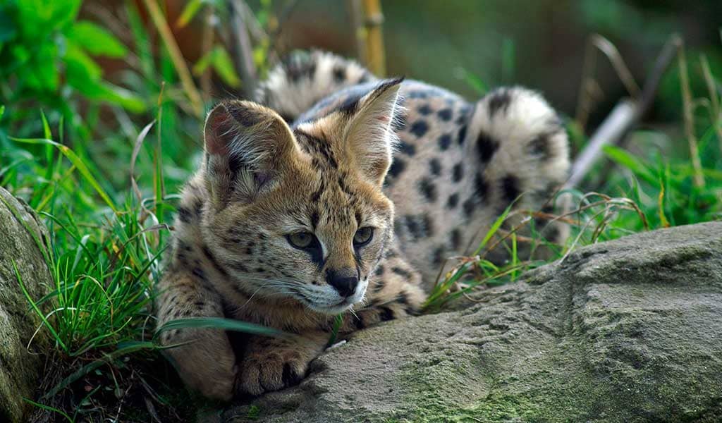 Serval como mascota