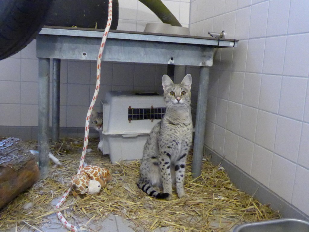 Gatos Savannah en AAP