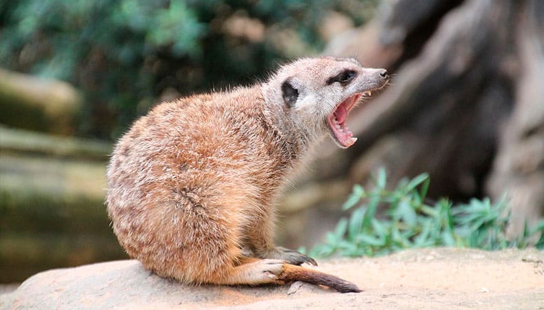 Suricata comprar