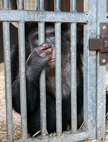 AAP Cimpancé Yimmy circo Francia