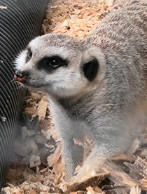 AAP suricata Mona mascotismo