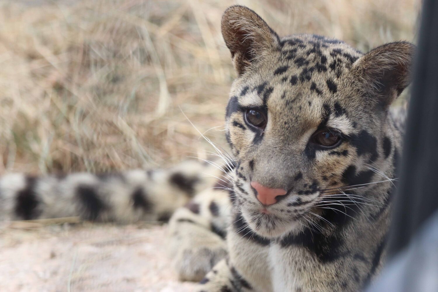 pantera nebulosa tumbada