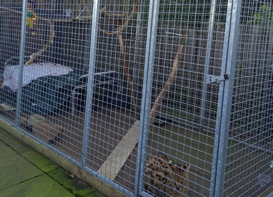 Serval encerrado en jaula tenido como mascota.