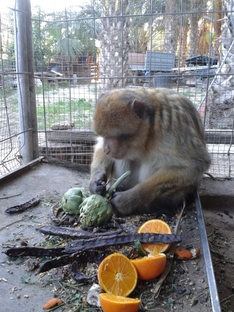 Recate Agapito macaco de Barbería mascota