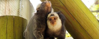 Marmosets Italy