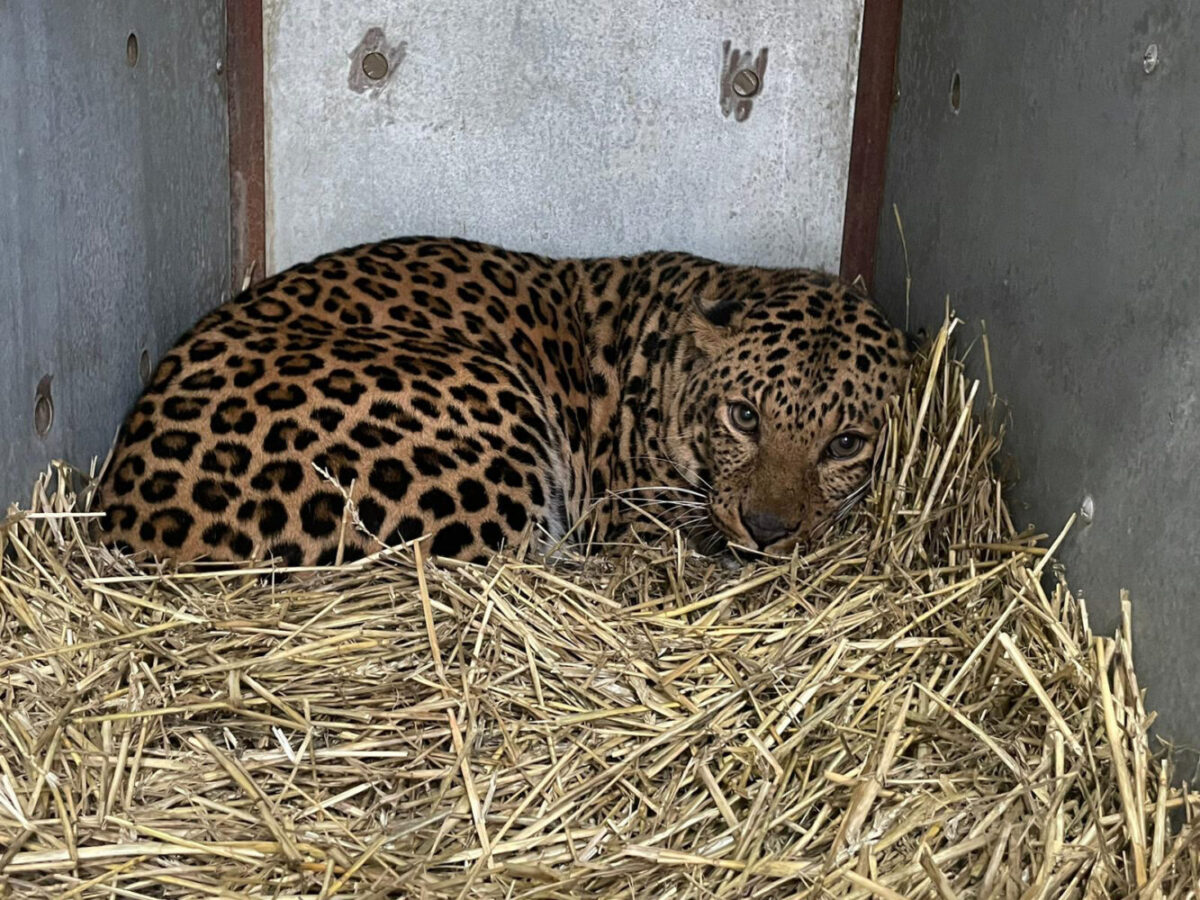 El leopardo Brave llega a AAP