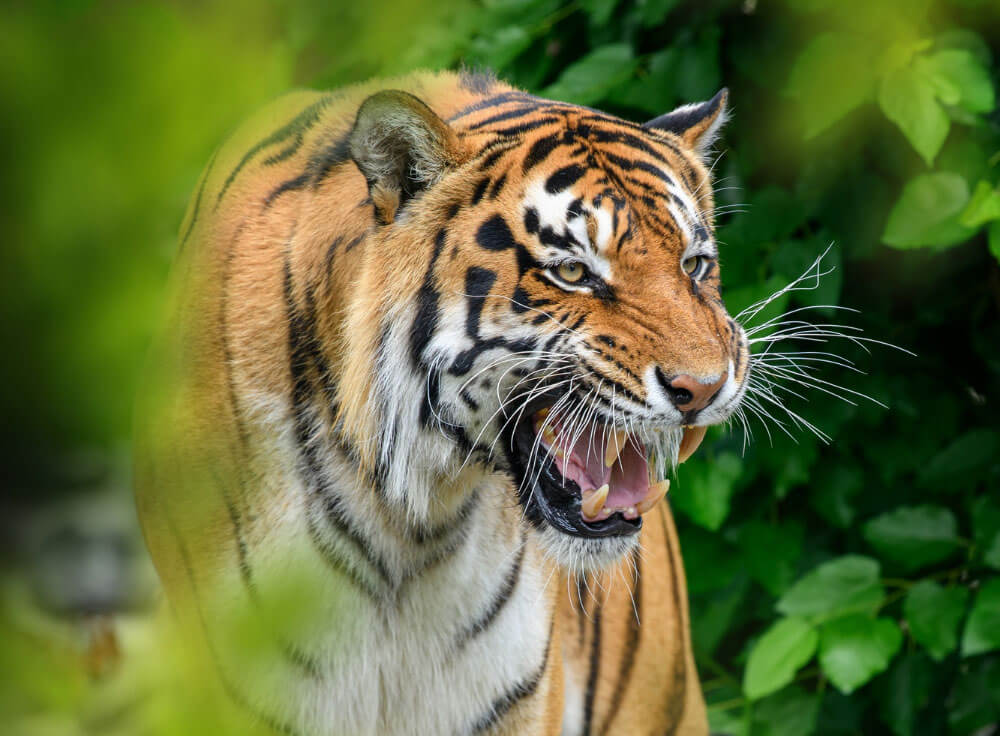 tigre como mascota españa