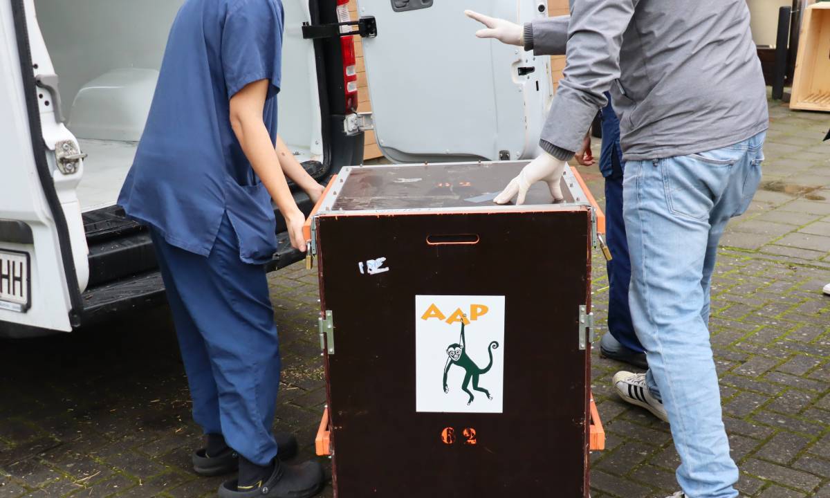 Trabajadores AAP cargan las cajas de transporte de macacos de Berbería