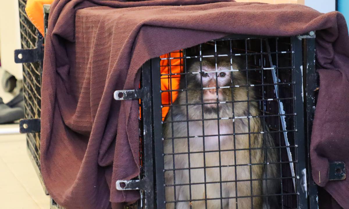 Macaca de berbería en la jaula de captura.