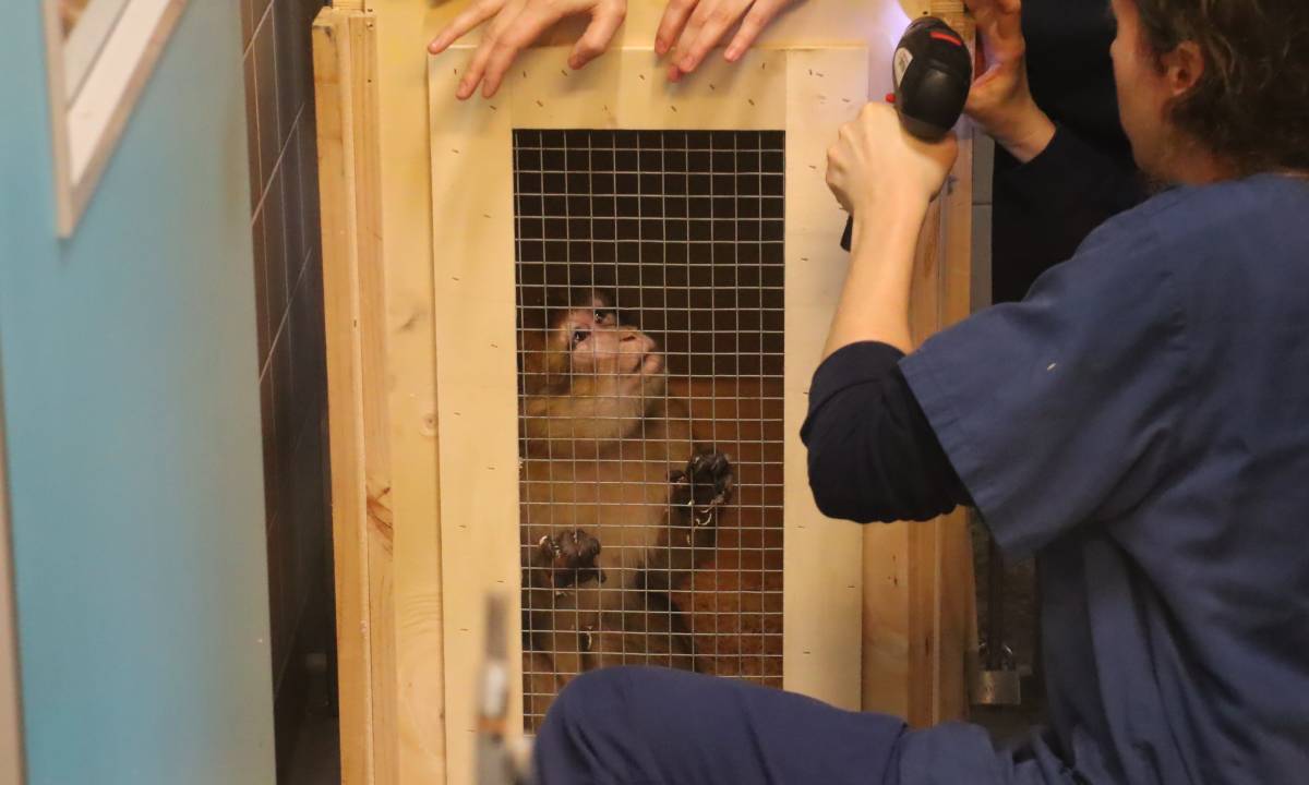Macaca de berbería en su caja de transporte