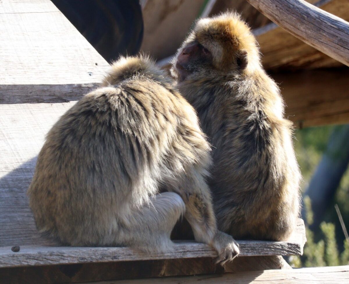 Macacas de berbería haciéndose grooming - Centro de rescate de AAP en España
