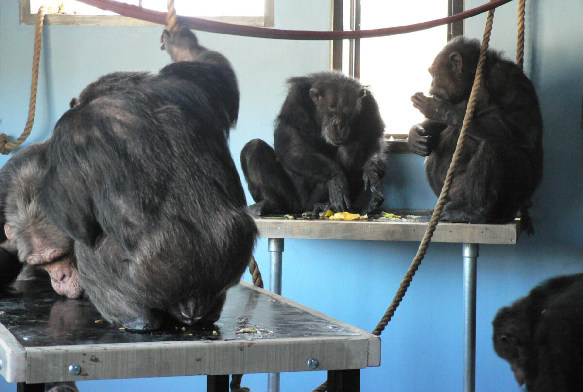 Grupo de chimpancés en las instalaciones interiores de AAP España