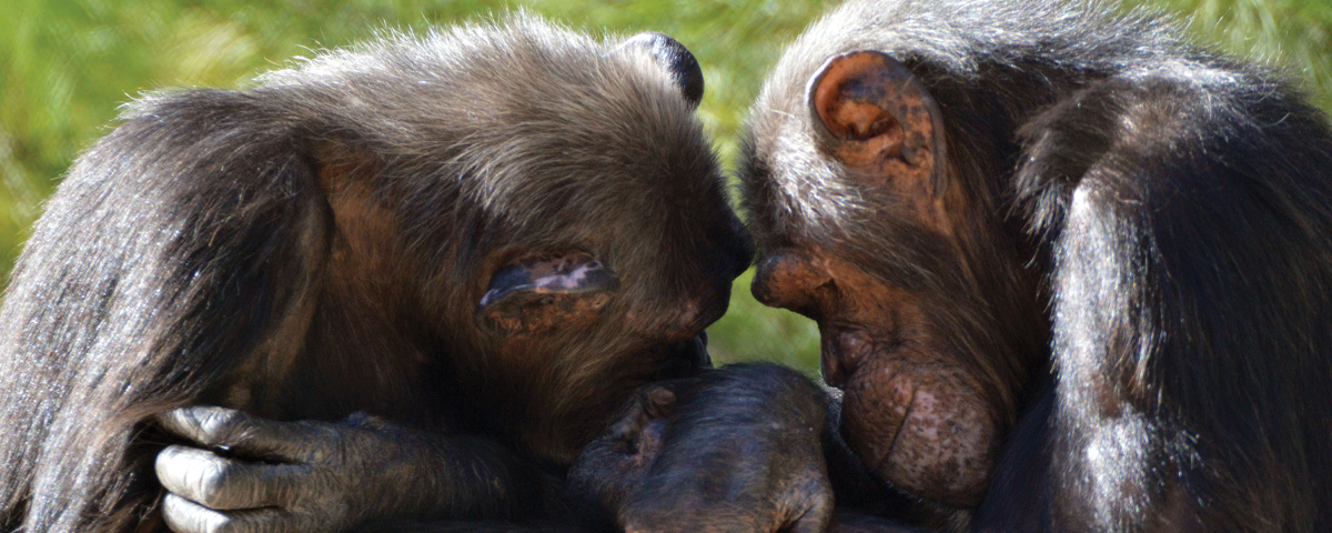 Las chimpancés Peggy y Babsie se acicalan en AAP