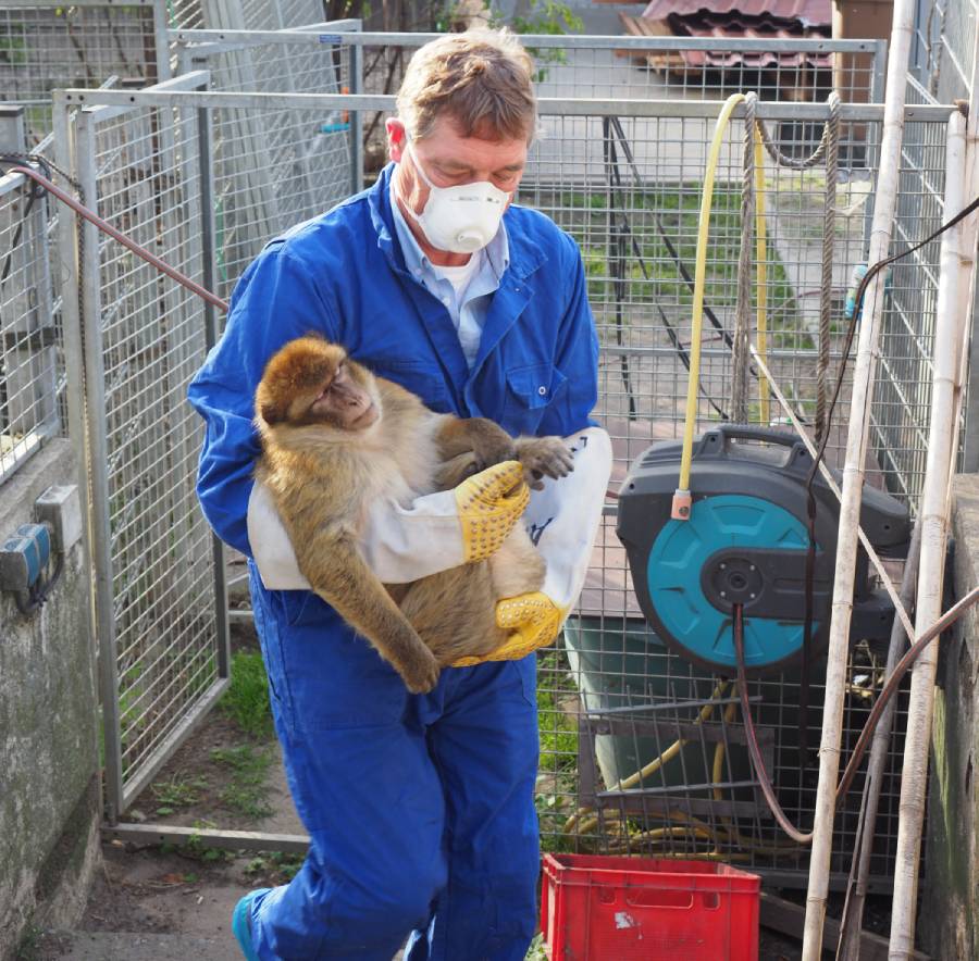 El director de AAP, David van Gennep, lleva a uno de los macacos de Berbería a la caja de transporte durante la operación de rescate.