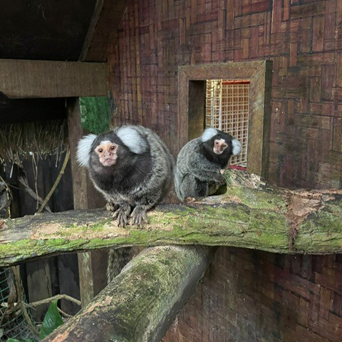 Titís Ant a la derecha, y Dola a la izquierda, encima de un tronco