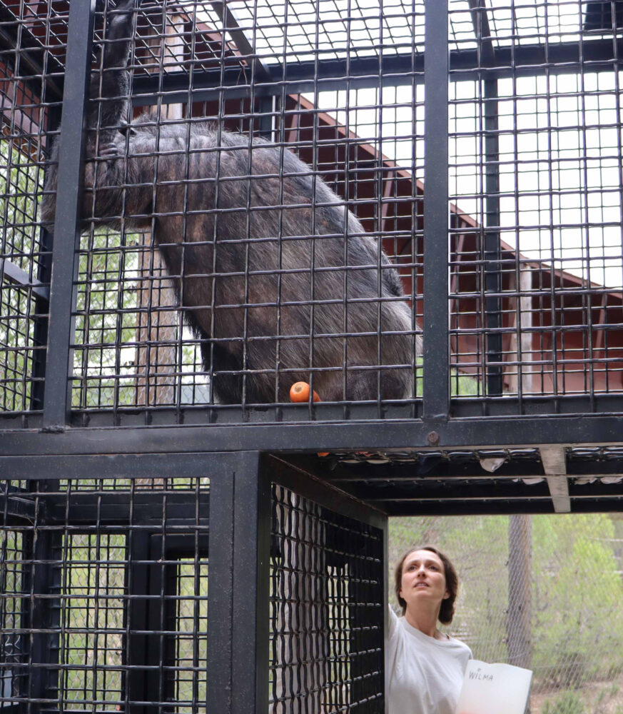 Cuidador alimenta chimpancé túnel.