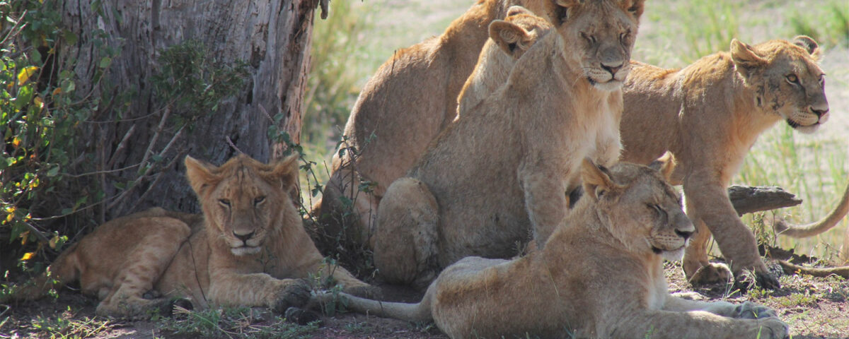 Manada leones en libertad