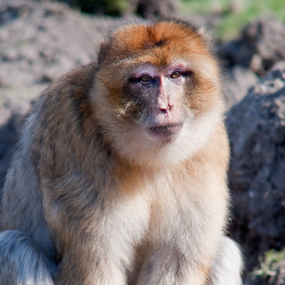 Barbarie Macacque clean