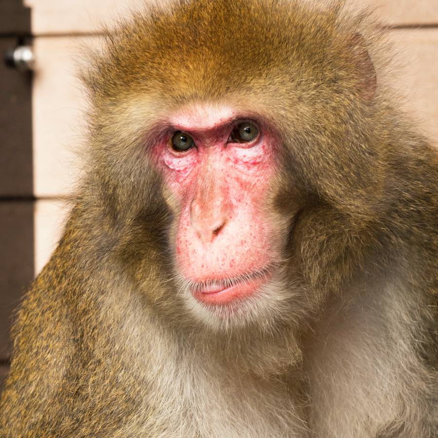 Japanese macaque