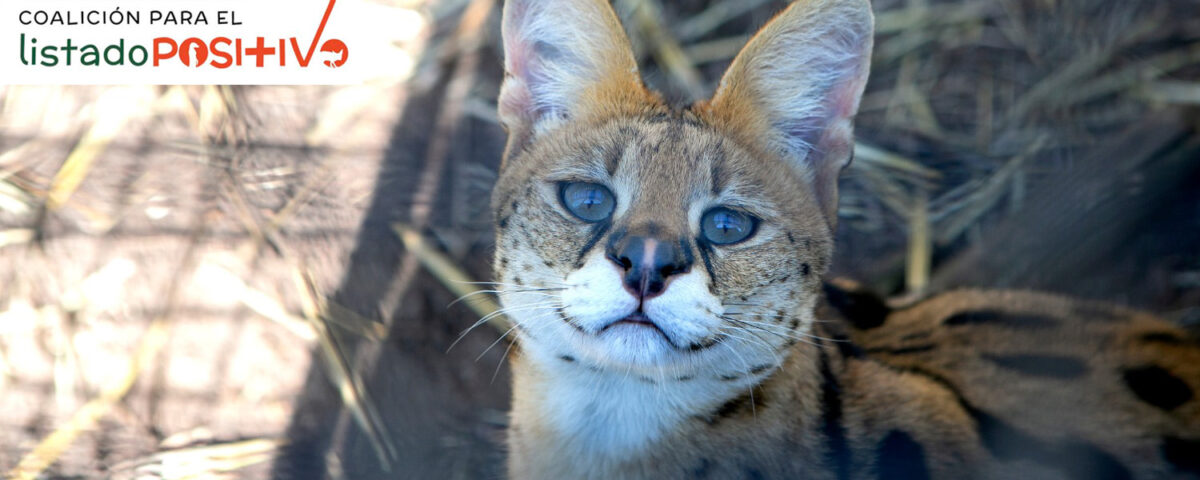 Coalición Listado Positivo alerta