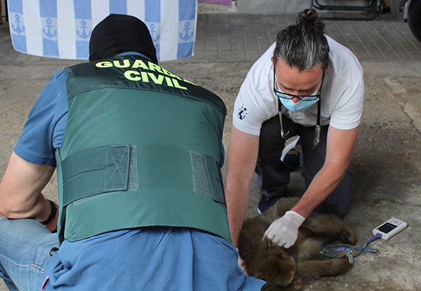 El veterinario de AAP revisa uno de los animales