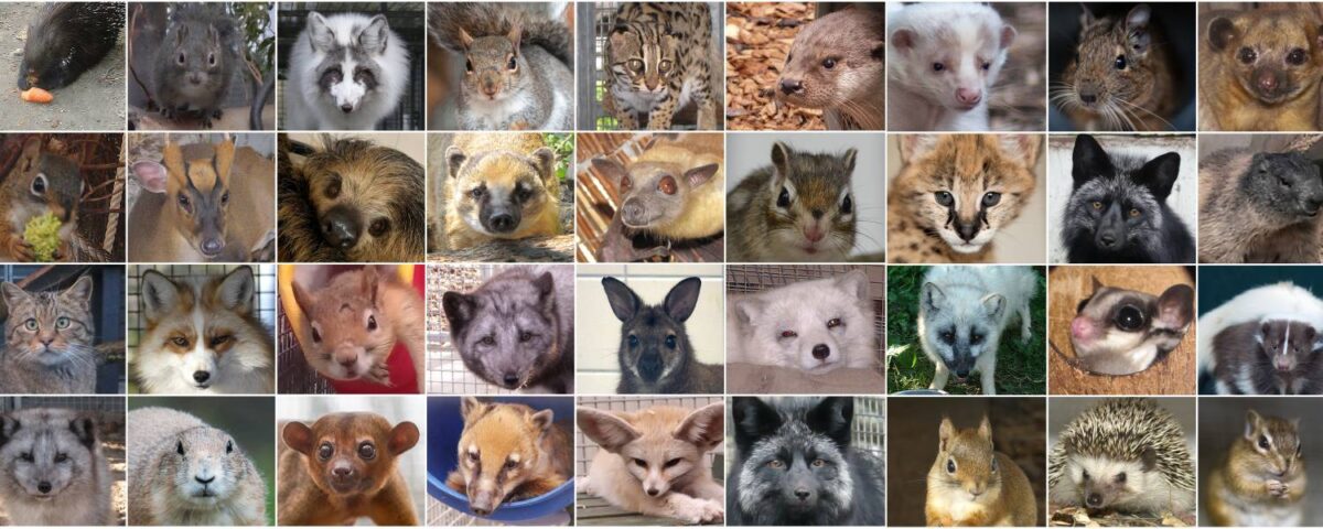 Mamíferos rescatados por AAP