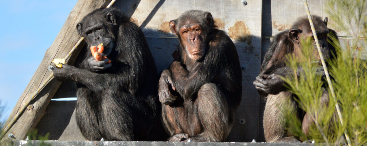 Chimpances en AAP España