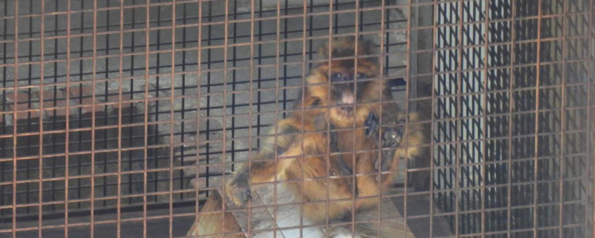 Macaco de Berbería rescatado por AAP en colaboración con Guardia Civil Granada