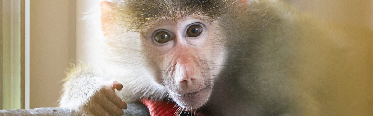 La babuino Olive en AAP tras ser rescatada